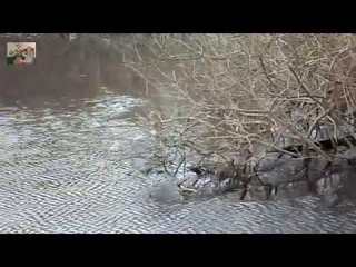 .Зверь выходит на охоту. Окунево.Ондатра.Продолжение.