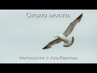 Фотоохота с Альбертом. Около моста.