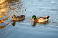 Где живут зимой городские утки. Гагинского района с. Село ушаково гагинский район. Деревенский пруд с утками. Утка кряква перелётная птица.