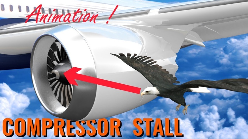 What makes BIRD STRIKES so