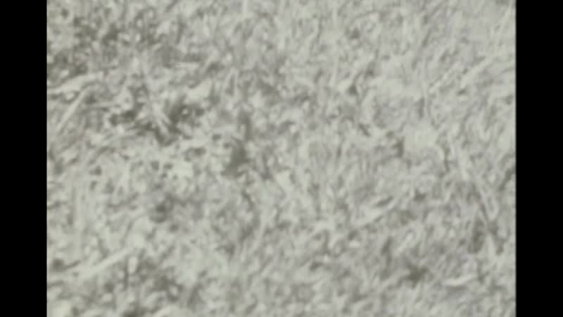 Like a Dream that Vanishes, Barbara Sternberg,