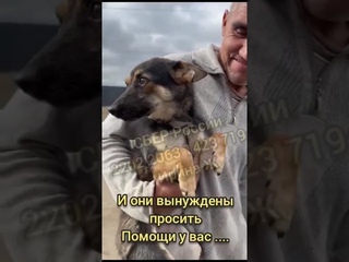Eщё нужна помощь спасённым взрослым и щeнкам