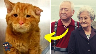 Coppia Adotta Il Gatto Pi Triste: Un Ora Dopo Accade Qualcosa Di Incredibile
