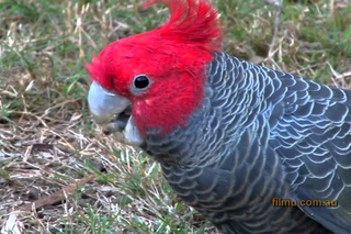 Шлемоносный какаду / Gang-gang Cockatoo / Callocephalon fimbriatum