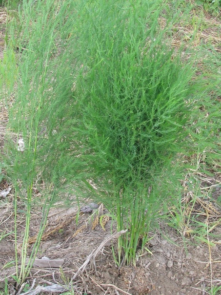 Жимолость кустарник. Аспарагус спаржа садовая. Аспарагус спаржа садовая. Аспарагус спаржа. Аспарагус спаржа.