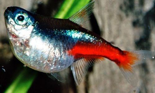 неон красный рыбка. неоновая болезнь у рыбок. плистофороз у данио. беременный неон рыбка. рыбка неончик беременная.