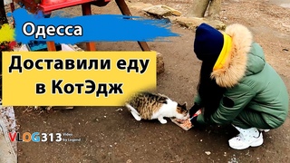 Парк Шевченко, коты в Котэдже и сирена | Одесса, 4 марта + спасение птенчика-голубка в декабре