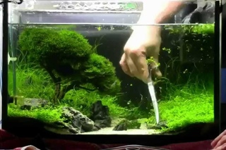Aquarium Bonsai hemiantus callitricoides carpet trimming