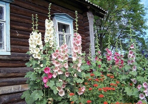 георгины в деревенском палисаднике. малыши. сибирский палисадник. деревенское детство. космея бабушкин палисадник.