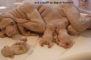 IS IT ALIEN, MONKEY OR HUMAN?
