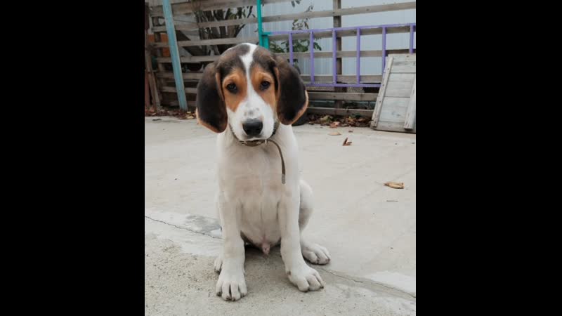 Подготовка щенка Русской пегой гончей к