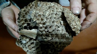 hornet nest