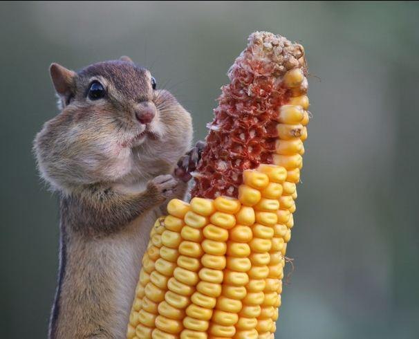 Витя Трусколявский | 