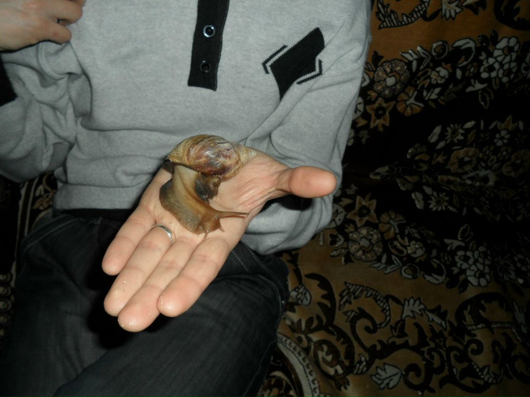 Наташа Пладес | Семей