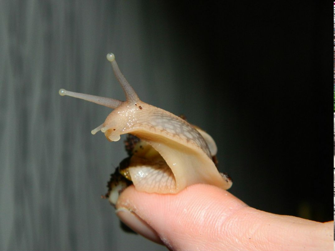 Катерина Борчанинова | 