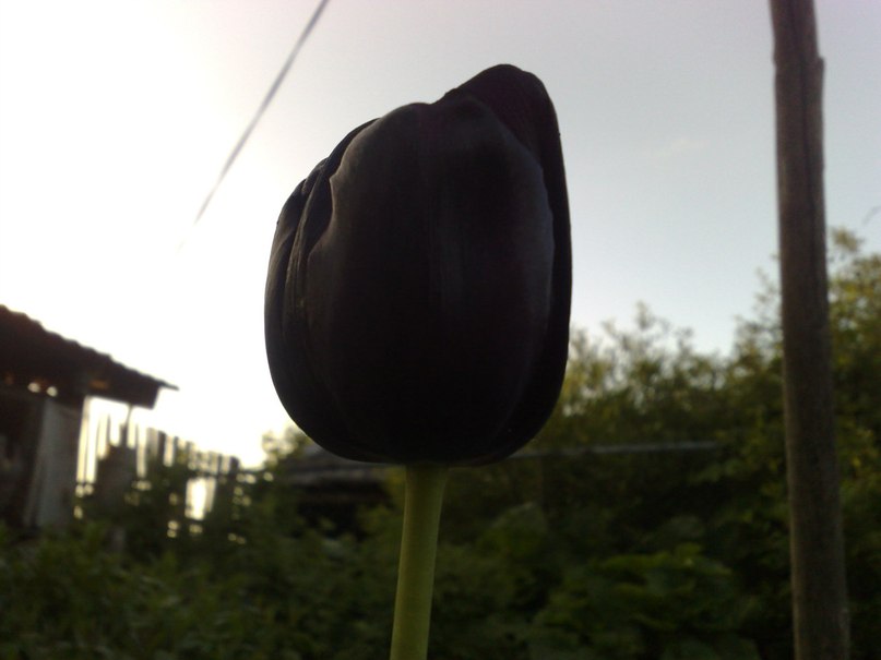 Алексей Яковлев | Москва