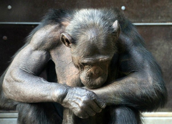 Андрей Шишадский | 