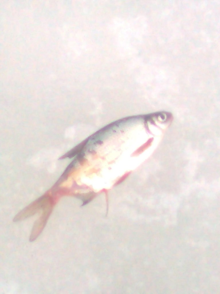 Максим Бышик Александрович | Речица