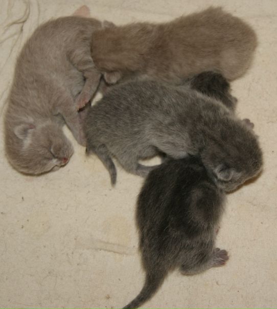 №125, Ирина Чернявская №125, Ирина Чернявская