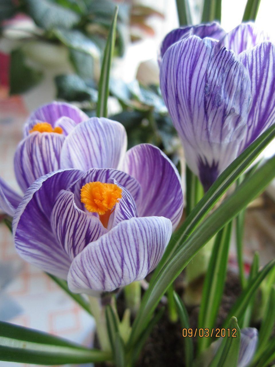 Наталья Вишнякова | Днепр (Днепропетровск)