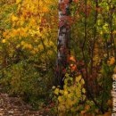 №182, Олег Водинов, Череповец №182, Олег Водинов, Череповец