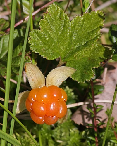 №70, Nina Bogolepova, Санкт-Петербург №70, Nina Bogolepova, Санкт-Петербург