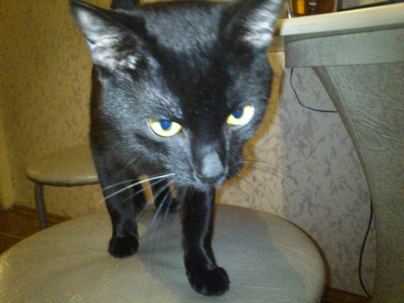 Владимир Репин | Великие Луки