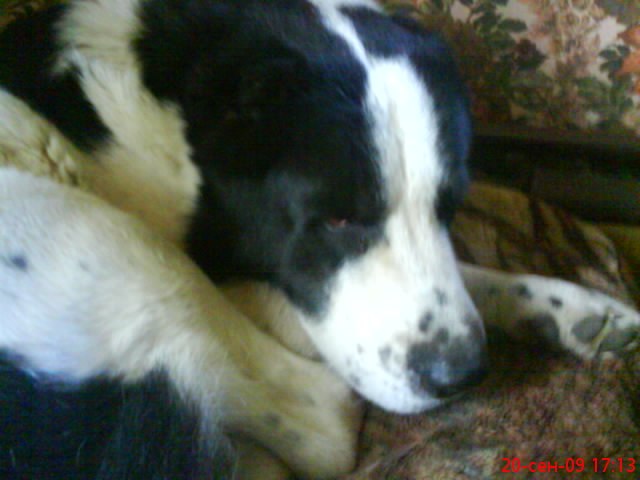 Марина Казбек | Печоры