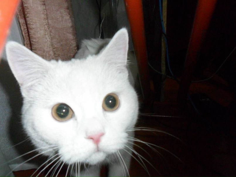 Алексей Припадчев | Санкт-Петербург