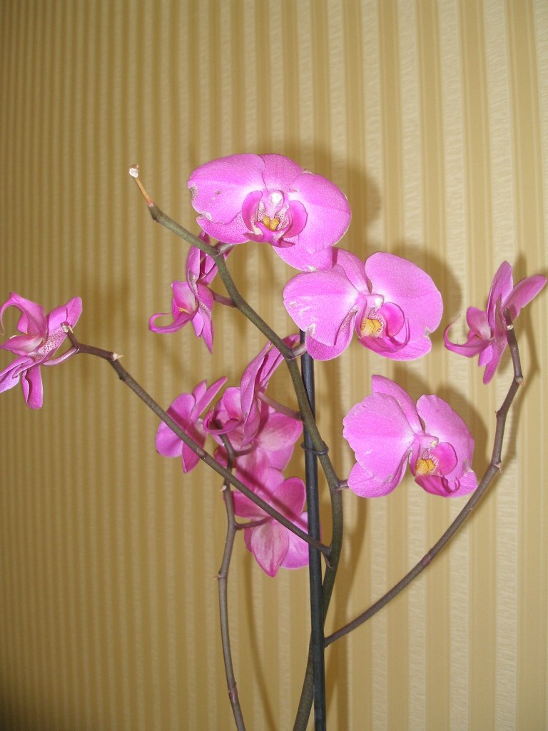 Алла Блум | Славутич