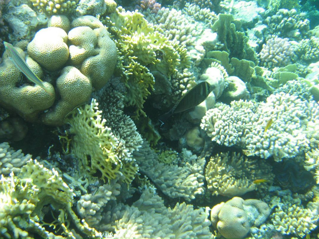 Надежда Кропачева | Киров