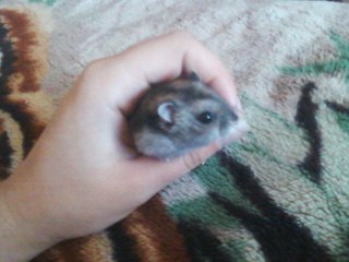 Йулька Хамутовська Ігорівна | 