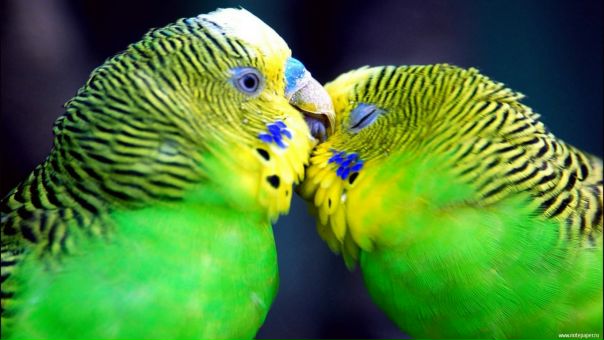 №90, Светлана Астапенкова, 37 лет, Ставрополь №90, Светлана Астапенкова, 37 лет, Ставрополь