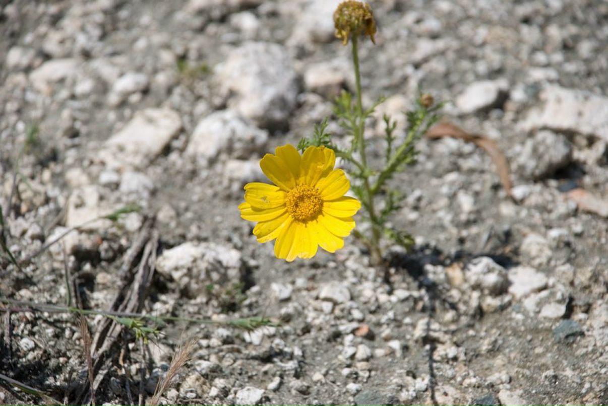 Mikhail Chipurnoi | Москва