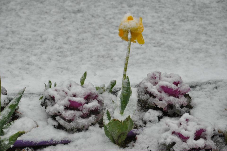 Елена Мазуревич | Иерусалим