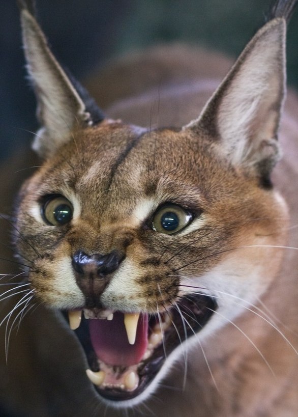 Алсу Шарипова | Казань