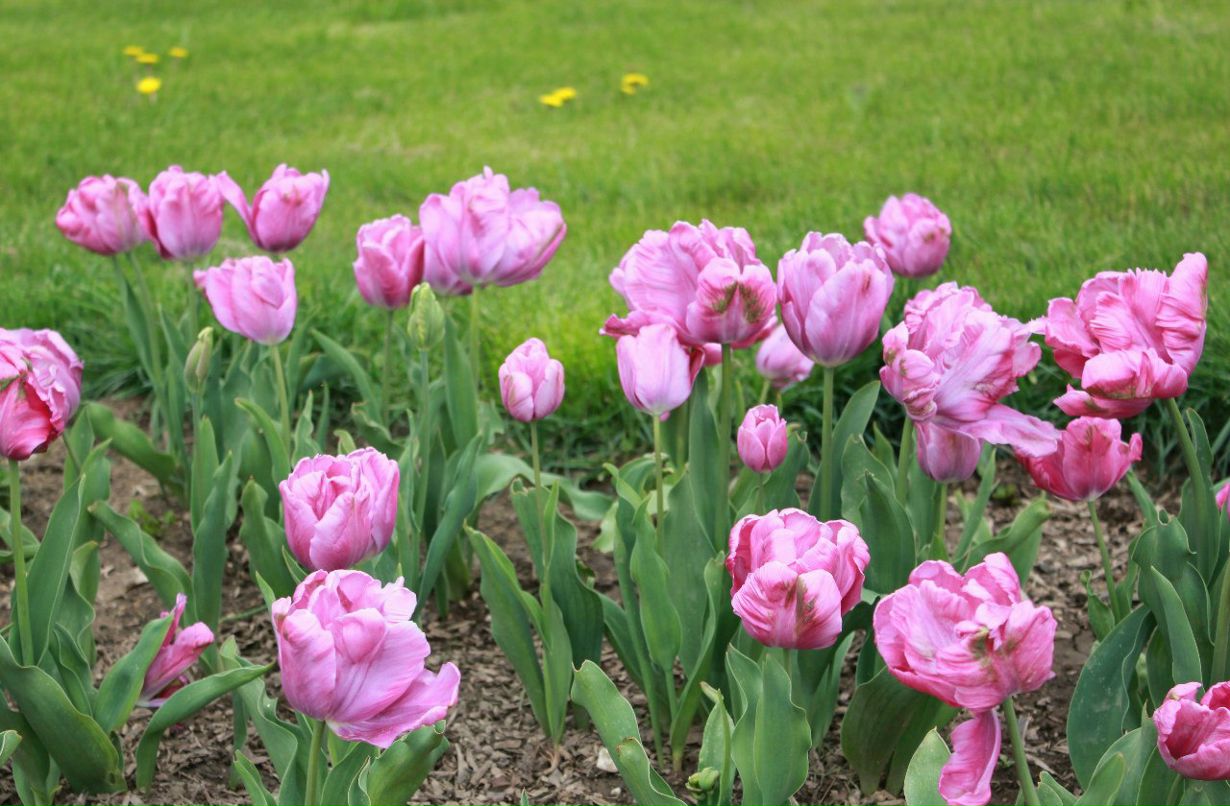 Анастасия Мыскина | Симферополь