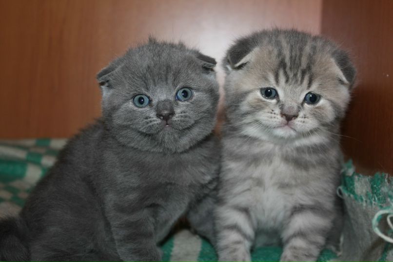 Ольга Шемелина | Северодвинск