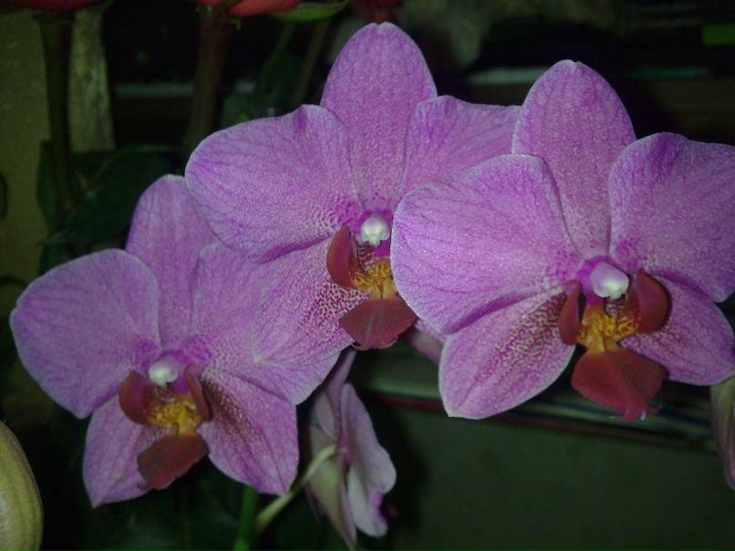 Мария Кишкинова | Краснодар