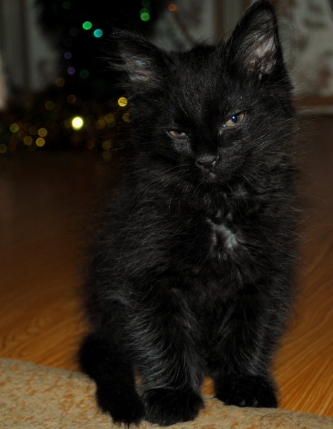 №58, Dmitry Nastepanin, 37 лет, Тверь №58, Dmitry Nastepanin, 37 лет, Тверь