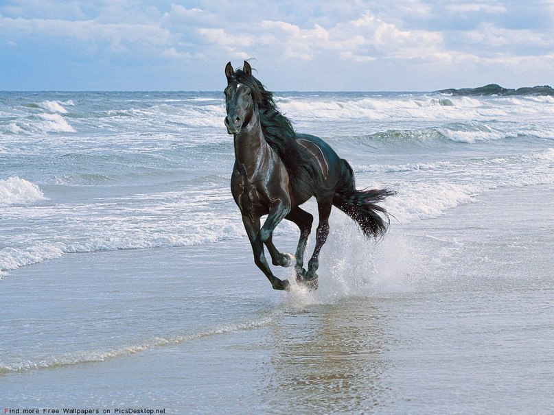 Валерий Кривич | 