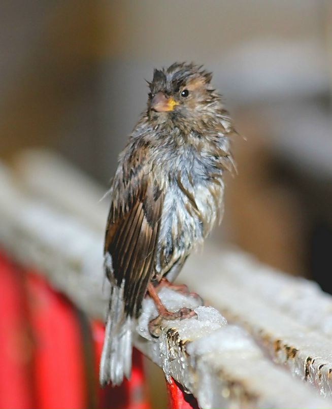 Елена Шляхтина | Чебоксары