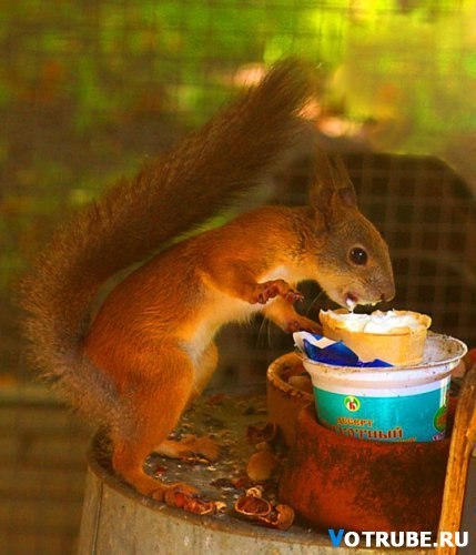 Агафья Ружина | Кривой Рог