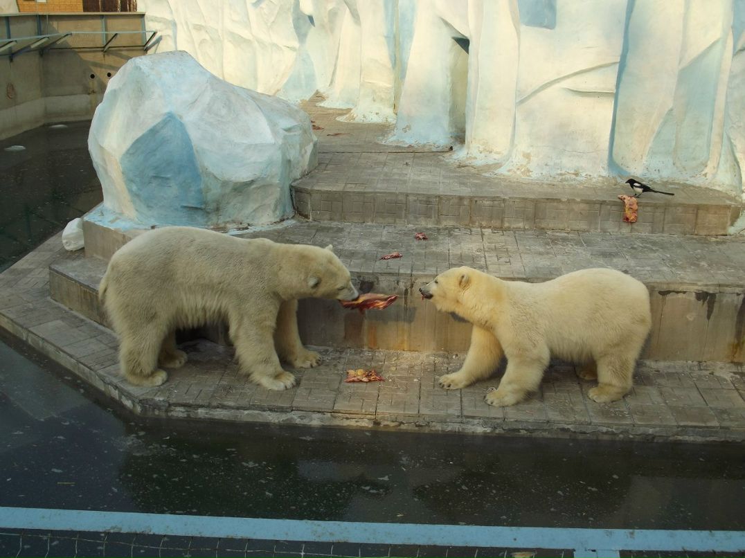 Галина Зайко | Новосибирск