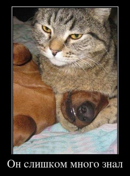 Юлия Соколова | Санкт-Петербург