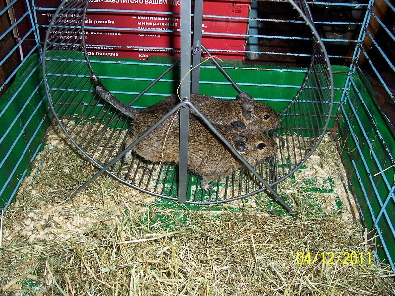 Лилия Брутова Darth_QWE | Архангельск