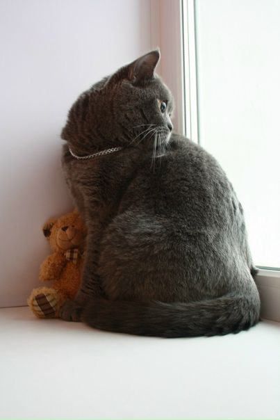 №58, Сима Абрамова, Йошкар-Ола №58, Сима Абрамова, Йошкар-Ола