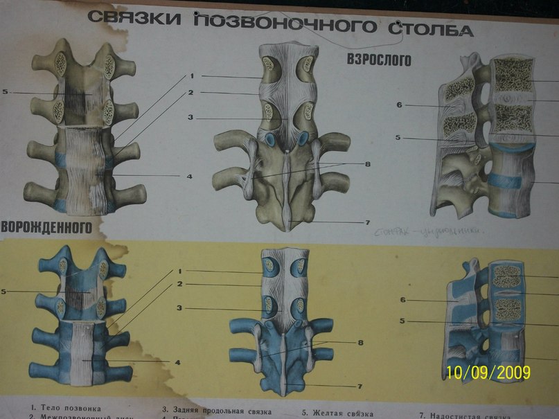 Мария Быкова Олеговна | Новосибирск