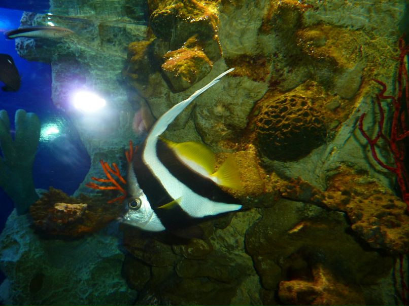 Елена Демагина | Великий Новгород