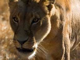 Денис Атанбаев | Уфа